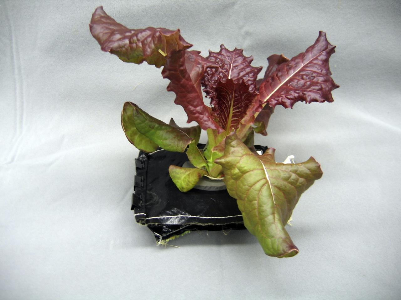 Chamber 2 Specimen